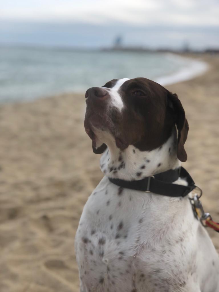 a white and brown hunting dog seated on the beach looking proudly into the distance