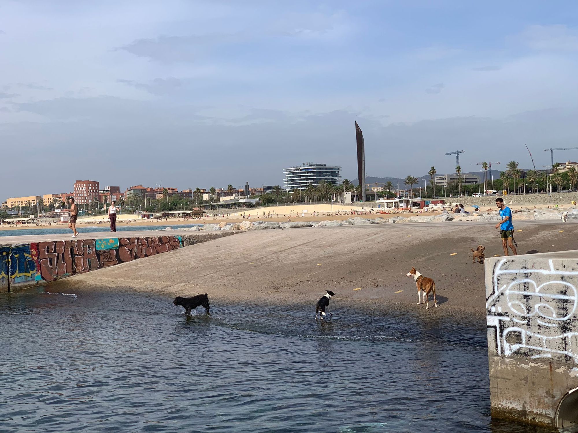 Best Dog Watching in Barcelona