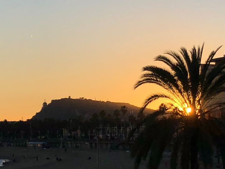 the sun setting through a palm tree, Montjuic mountain is in the background