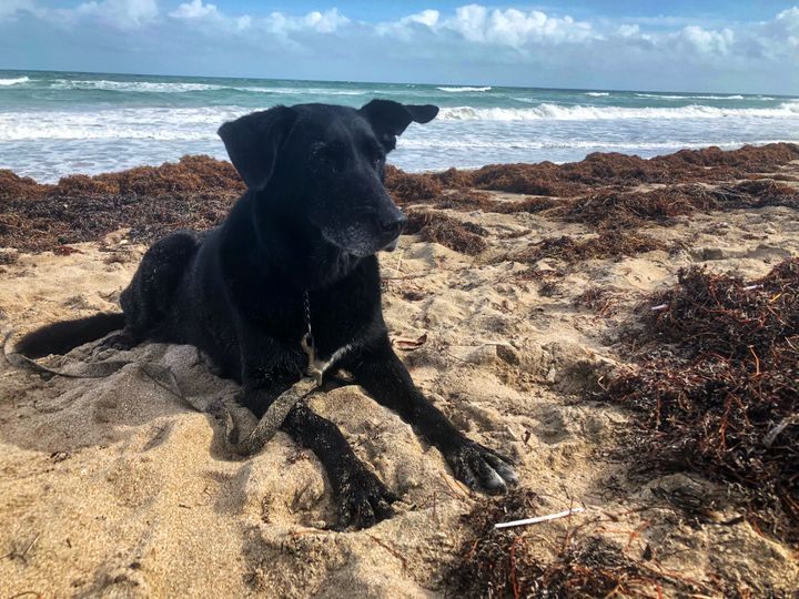 Black lab dog laying in sand on beach with seaweed in front of the waves